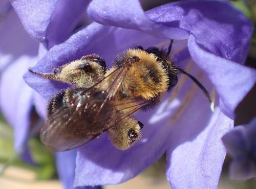 Andrena sp.